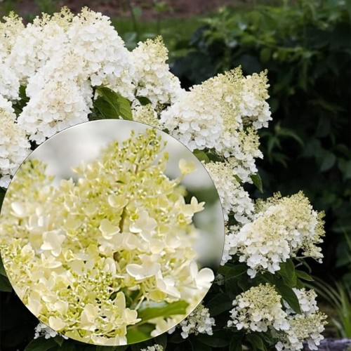 Hydrangea paniculata 'Milk and Honey' - Aedhortensia 'Milk and Honey' C2/2L